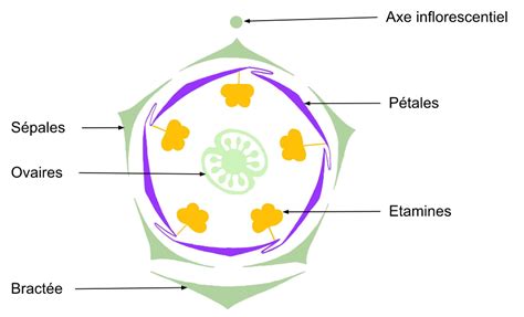 Schéma de la structure d'un myrtillier sauvage