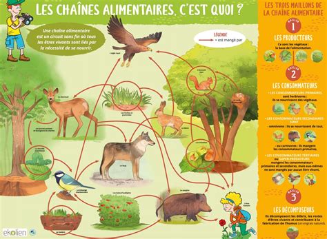 représentation de la chaîne alimentaire forestière