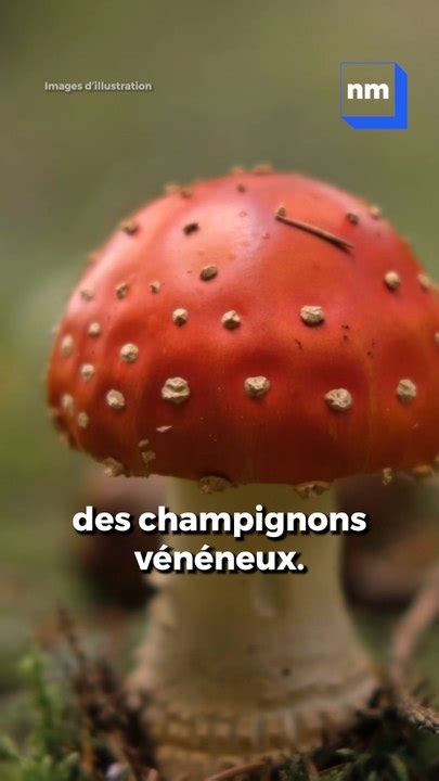 panneau d'information sur les champignons vénéneux