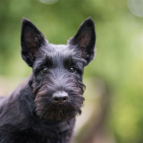 Portrait d'un Terrier Écossais avec son expression caractéristique