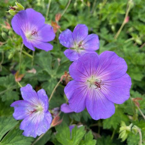 gros plan sur une fleur de géranium vivace Rozanne