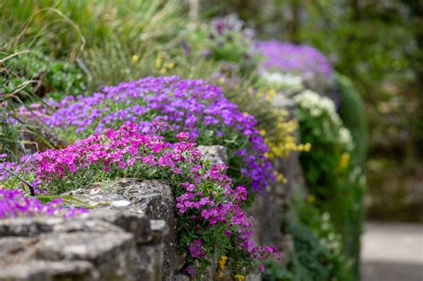 Muret en pierre sèche fleuri avec des plantes vivaces