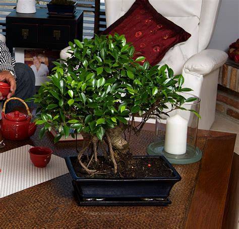 Bonsaï Ficus Retusa dans un intérieur contemporain