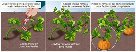 Schéma illustrant l'arrosage au pied d'un plant de potiron