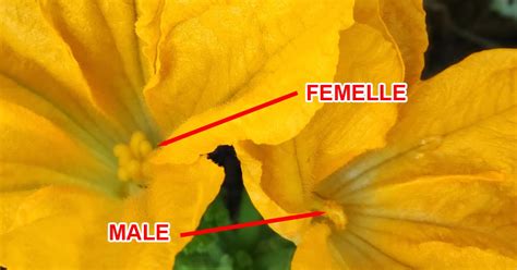 Photo comparative entre une fleur mâle et une fleur femelle de courge