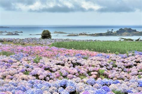 Champs d'hortensias bleus et roses le long d'une côte rocheuse bretonne