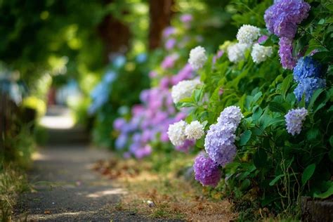 Plan rapproché sur une fleur d'hortensia en pleine floraison avec des gouttelettes de rosée