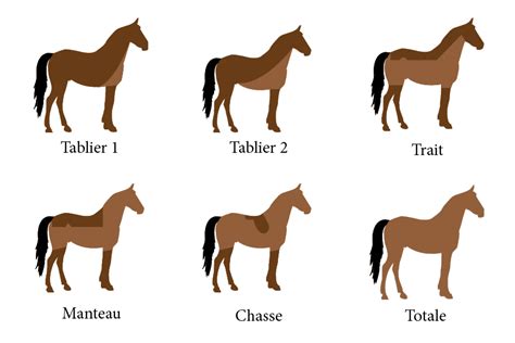 Infographie présentant les différents types de tonte de cheval