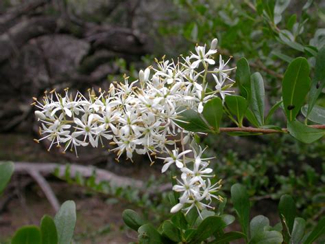 bursaria spinosa en fleurs dans un environnement naturel