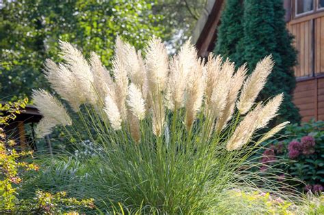 Herbe de la pampa dans un jardin ensoleillé
