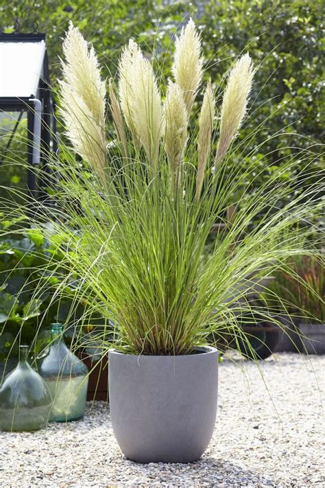 Herbe de la pampa en pot sur une terrasse
