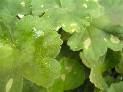 Taches blanches sur feuille de géranium
