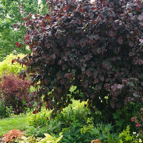 Vue d'ensemble d'un jardin paysager intégrant un noisetier pourpre comme point focal