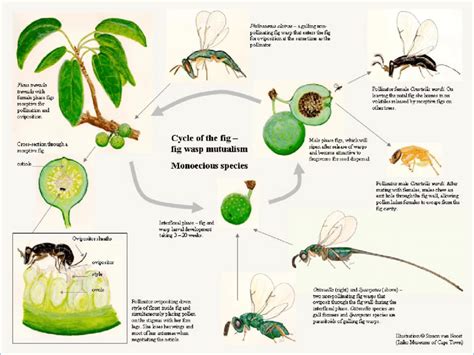 Schéma explicatif du cycle biologique du figuier et de la formation des sycones