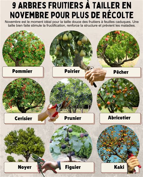 Graphique montrant l'équilibre NPK idéal pour favoriser la fructification du figuier