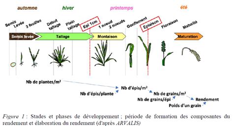Schéma illustrant les différentes phases de développement des adventices et les outils adaptés à chaque stade