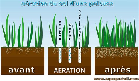 Diagramme montrant l'effet de l'aération du sol par le binage sur les racines des plantes