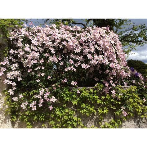 clématite montana en fleurs