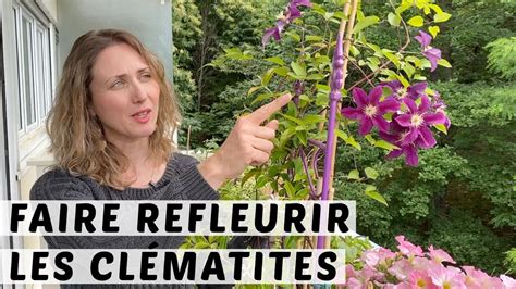 bouture de clématite en pot