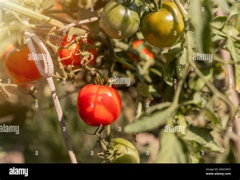 Plante de tomate saine avec des fruits rouges mûrs