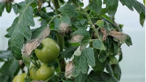 Feuilles de tomate atteintes par le mildiou avec des taches brunes