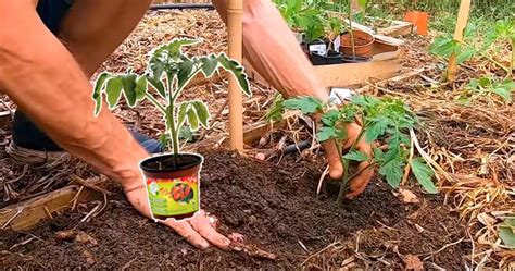 Jardinier arrosant des plants de tomates au pied