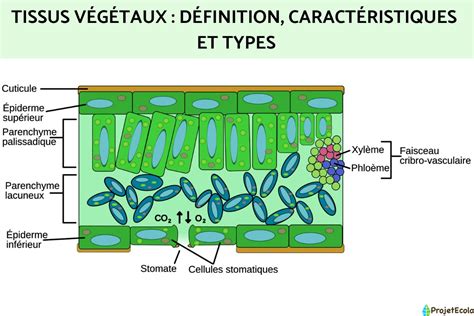 Schéma explicatif des dommages cellulaires causés par le gel dans les tissus végétaux