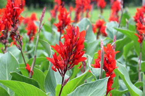 Champ de Cannas en pleine floraison estivale