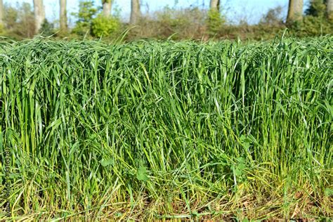 Champ de ray-grass d'Italie en phase de croissance active
