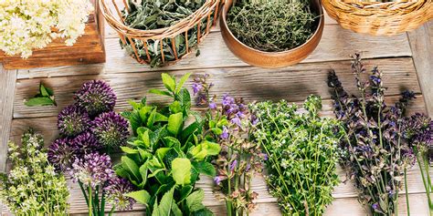Illustration thématique représentant des plantes médicinales et des outils de recherche d'information