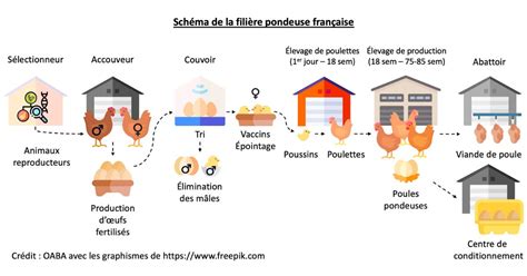 Illustration d'un cycle de production circulaire : brasserie, élevage porcin et maraîchage sur sol vivant