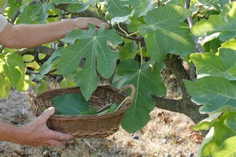 Feuilles de figuier atteintes de rouille