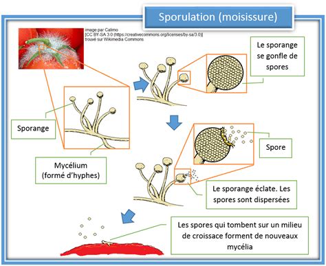 Schéma de propagation des spores de mildiou par le vent et l'humidité