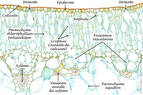 Schéma comparatif montrant la structure interne d'une feuille d'aloe vera avec son gel comparée à la structure fibreuse d'une feuille d'agave