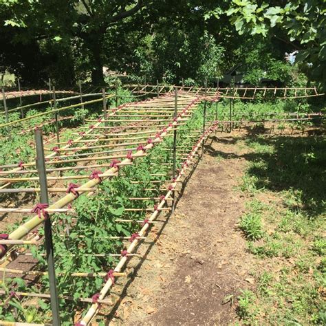 Installation de tuteurs en bambou pour tomates