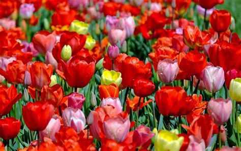 Champ de tulipes printanier coloré