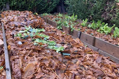 paillage de feuilles mortes sur potager