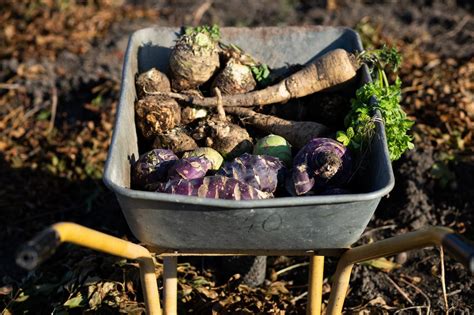 récolte de légumes racines en automne