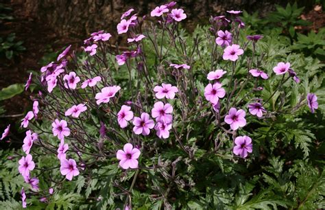 Le Géranium de Madère dans son habitat naturel escarpé