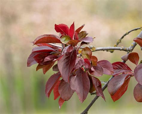 Lierre aux feuilles rouges en hiver