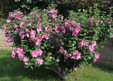 Hibiscus syriacus en pleine floraison