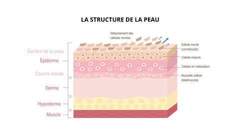 Schéma illustrant la structure d'une feuille d'aloe vera montrant la peau, le latex et le gel central