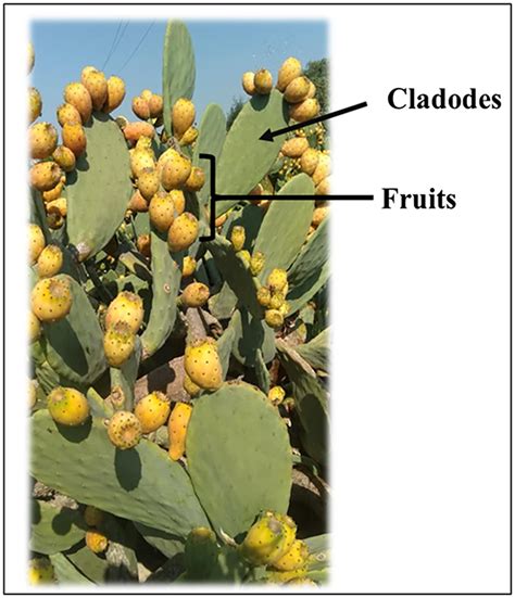 Illustration détaillée d'un Opuntia ficus-indica montrant ses différents organes : cladodes, fleurs et fruits