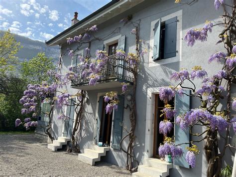 glycine en fleurs