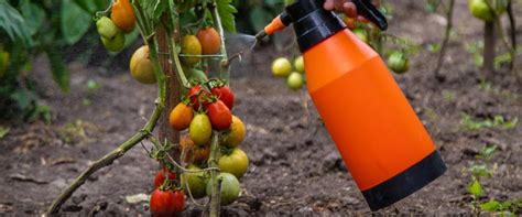 Infographie comparant la résistance à la sécheresse des tomates conventionnelles et des semences de Pascal Poot