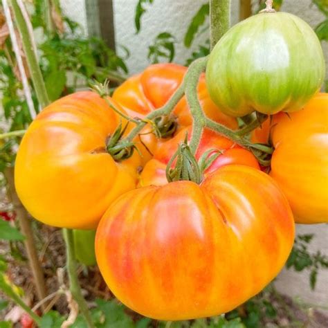 Gros plan sur une tomate ancienne aux couleurs vives et à la chair généreuse