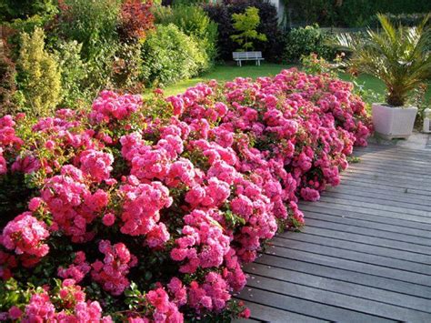 jardin fleuri avec des rosiers variés