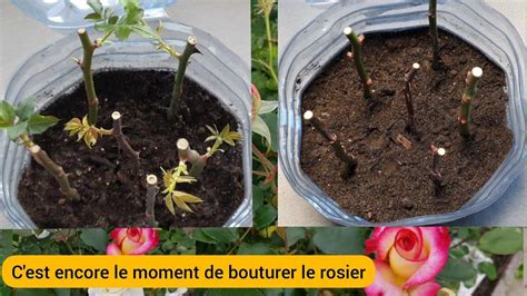 schéma explicatif du prélèvement d'une bouture de rosier
