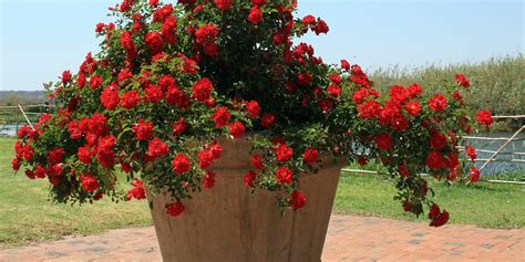 rosier en pot sur un balcon ensoleillé