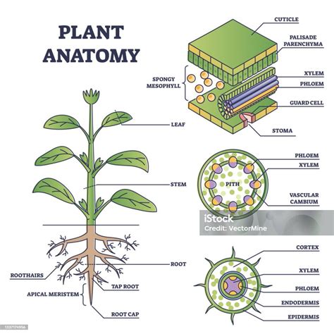 Schéma illustrant la structure interne d'une succulente avec ses réserves d'eau dans les feuilles et les tiges